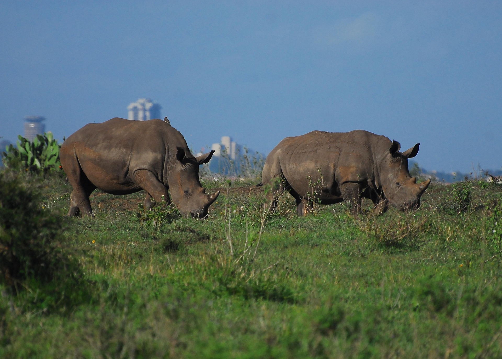 A LuckyMiles safari vehicle on a game drive