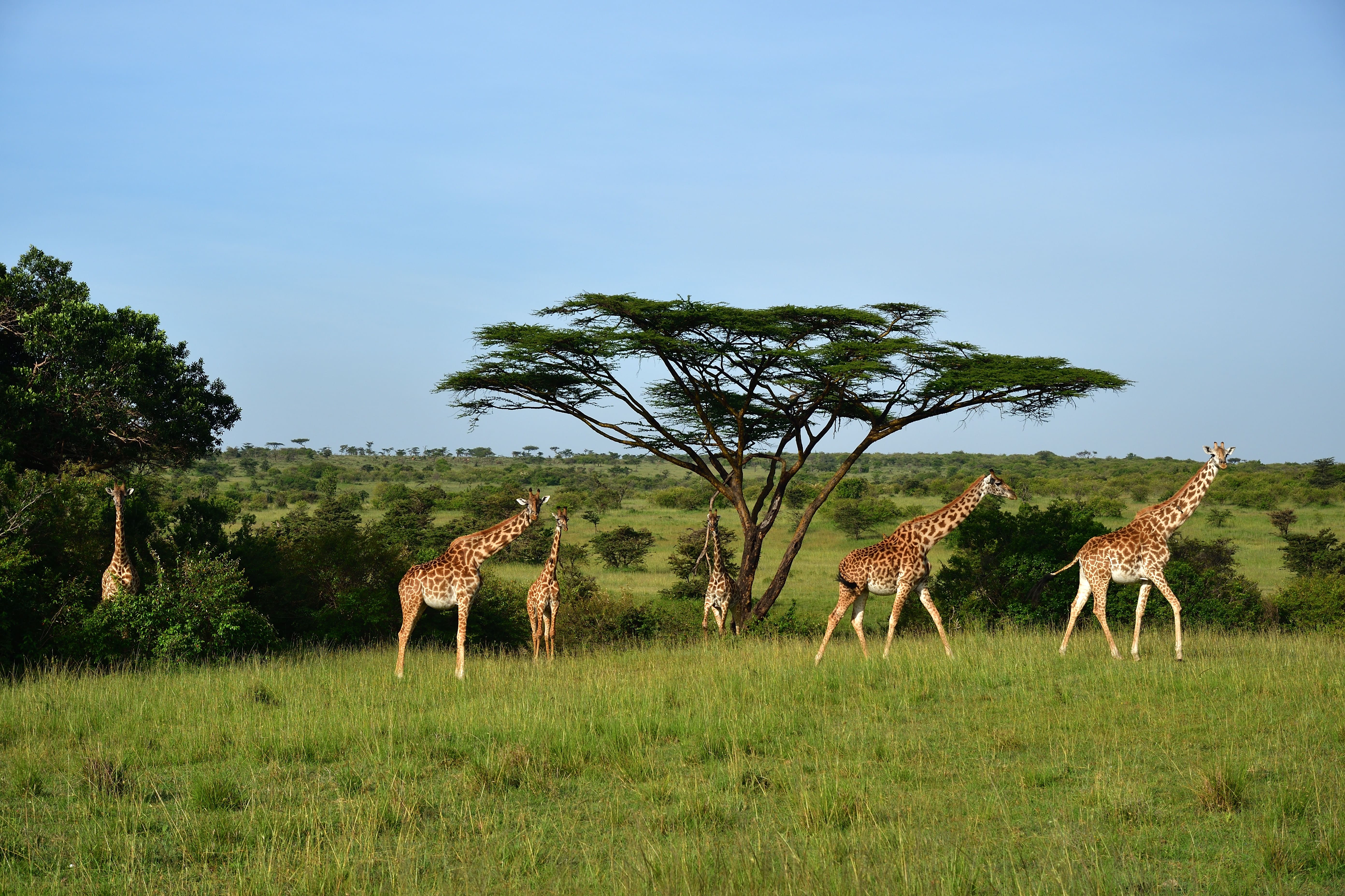 Wildlife on the plains of the Maasai Mara at sunset