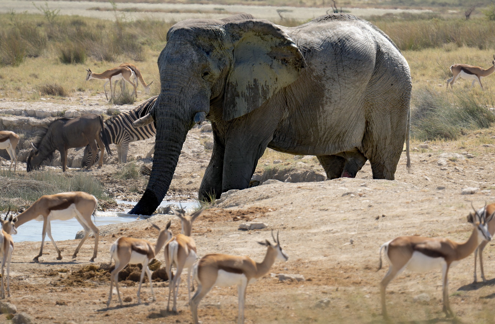 wide plains with wildlife, ideally the Mara or Amboseli