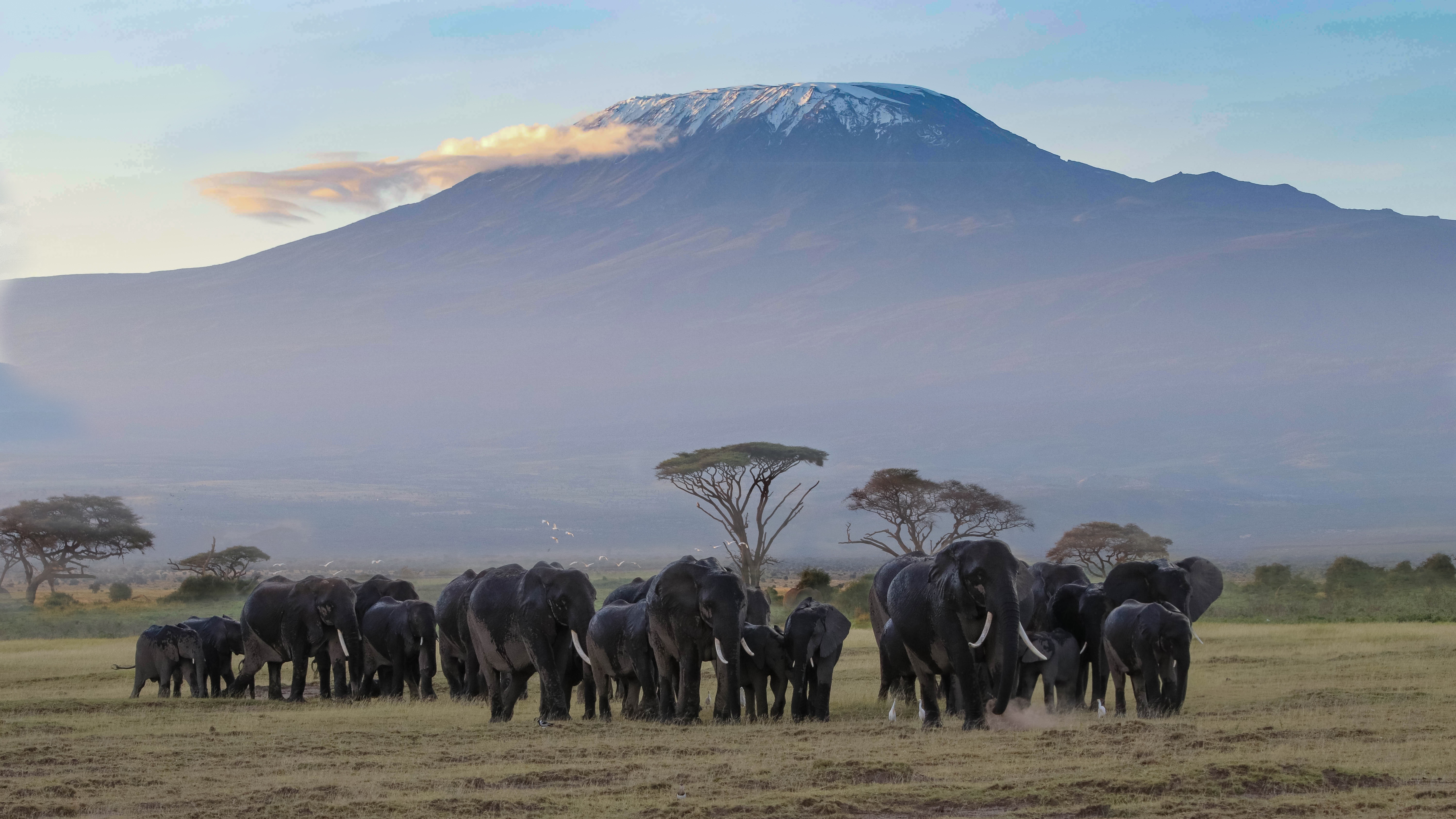 Elephants in Amboseli with Mount Kilimanjaro behind