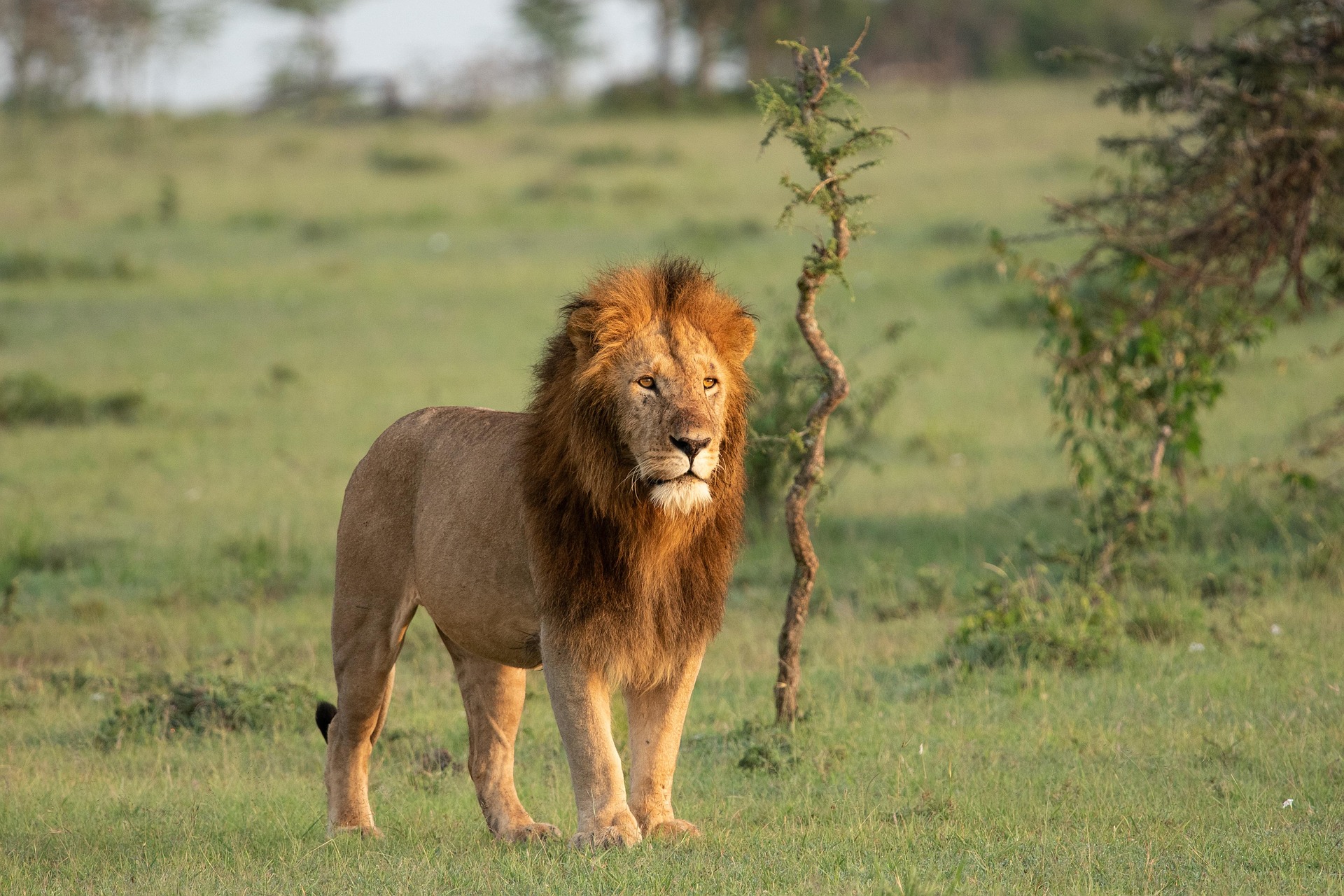 Lions resting on the Maasai Mara grassland