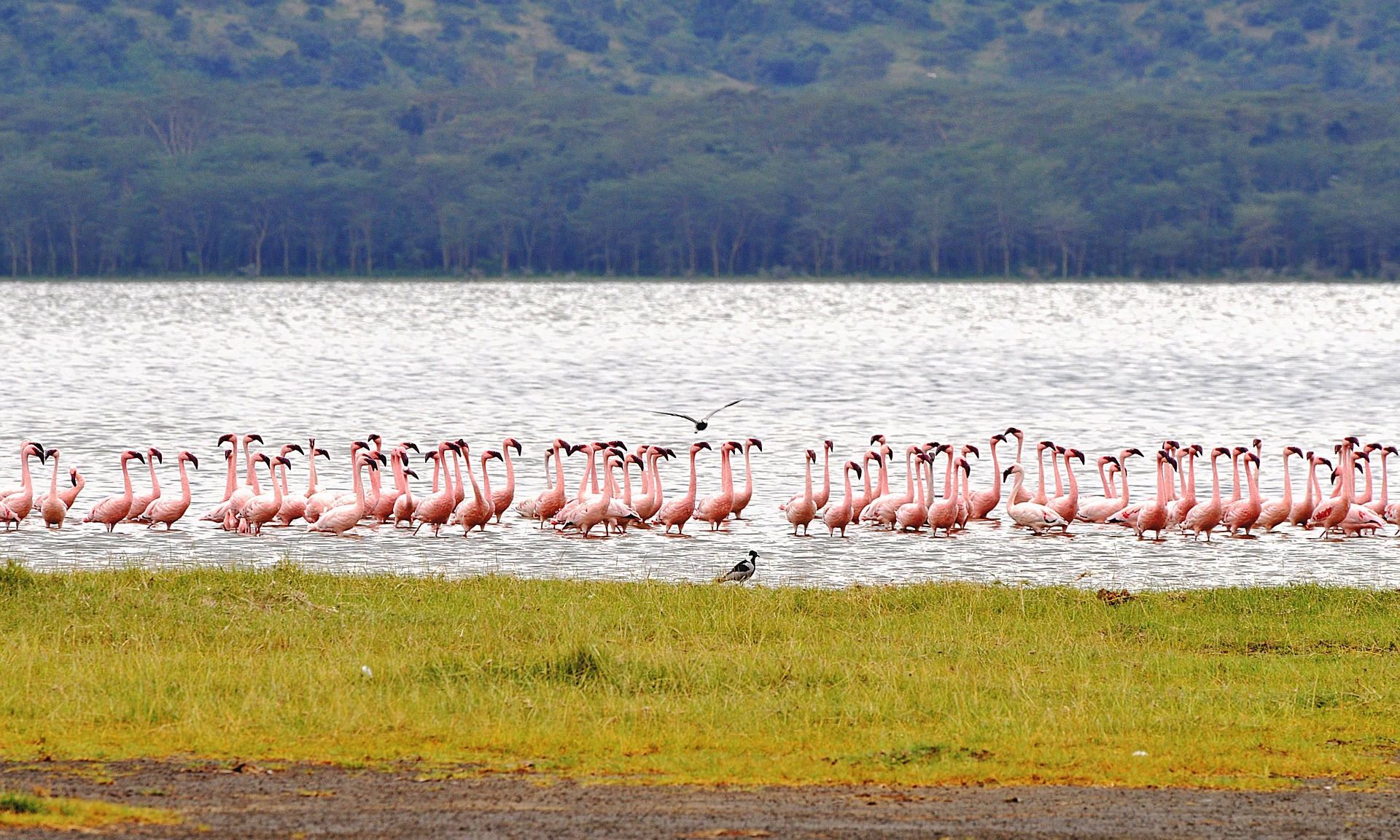Flamingos massed on the shore of Lake Nakuru