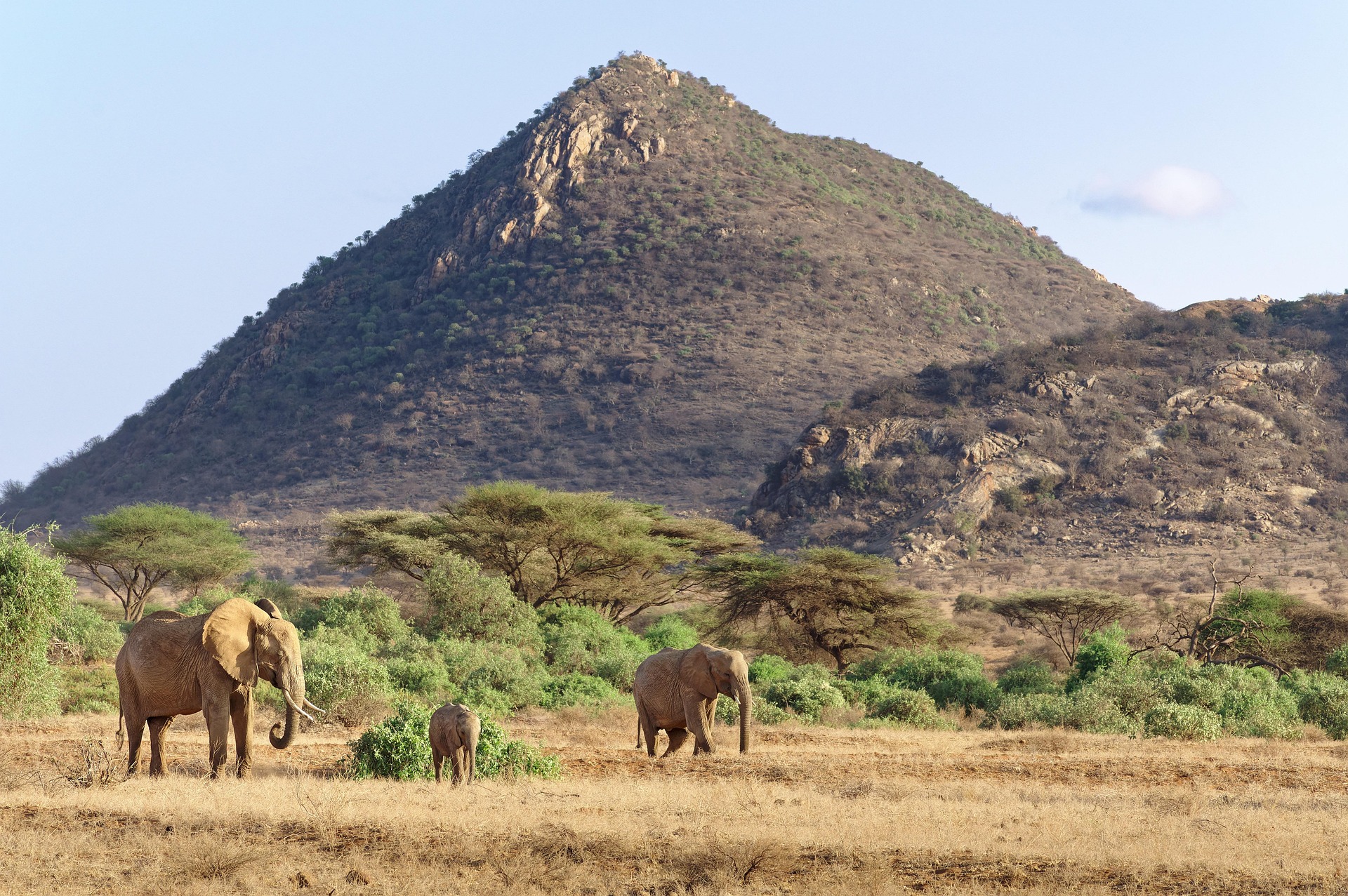 Wildlife at a river in Samburu National Reserve