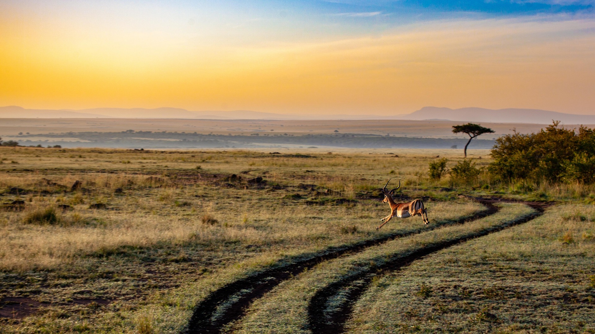 A safari vehicle pausing on the plains at golden hour